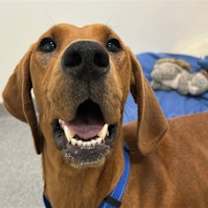 adopt-pet