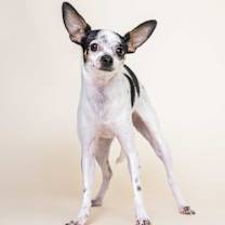 adopt-pet