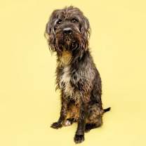 Thumbnail photo of Admiral #2