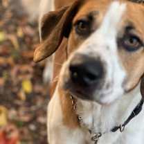 adopt-pet