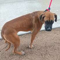 Thumbnail photo of MARLIE #2