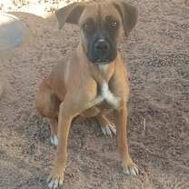 Thumbnail photo of MARLIE #3