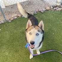 adopt-pet