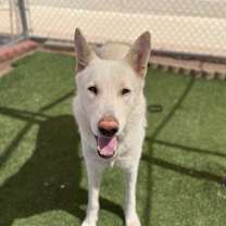 adopt-pet