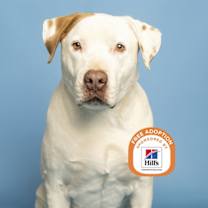 adopt-pet