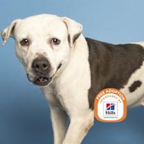 adopt-pet