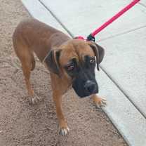 Thumbnail photo of MARLIE #2