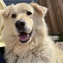 adopt-pet
