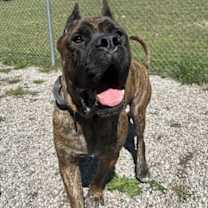 adopt-pet