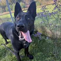 adopt-pet