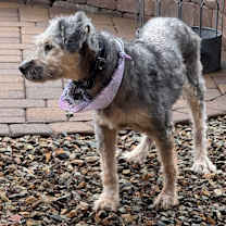 adopt-pet