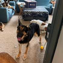 Thumbnail photo of Shep (25-362) #2