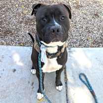 adopt-pet