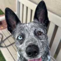 adopt-pet