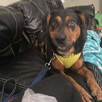 Thumbnail photo of Paisley #2