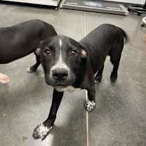 Thumbnail photo of Bumble #2