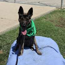 Thumbnail photo of Olive #1