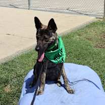 Thumbnail photo of Olive #2