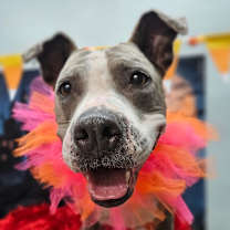 Thumbnail photo of Bella #3