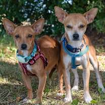 adopt-pet