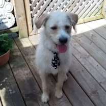 adopt-pet