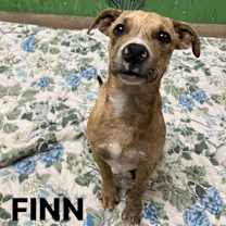 Thumbnail photo of Finn #2