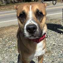 Thumbnail photo of RILEY #2