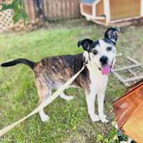 Thumbnail photo of HENRY #1