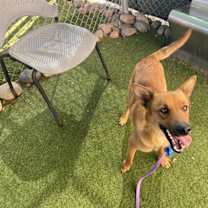 adopt-pet