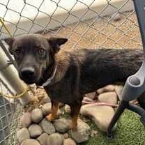 adopt-pet