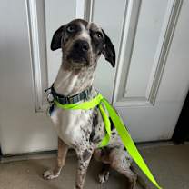 Thumbnail photo of Brawler #2