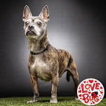 Thumbnail photo of Boston #1