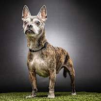 Thumbnail photo of Boston #2