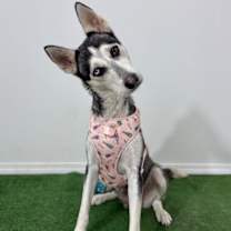 Thumbnail photo of Sasha #1