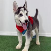 Thumbnail photo of Sasha #2