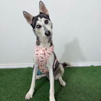 Thumbnail photo of Sasha #3