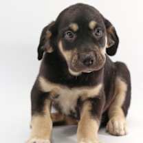 Thumbnail photo of Mochi #1