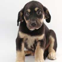 Thumbnail photo of Mochi #2