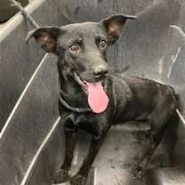 adopt-pet