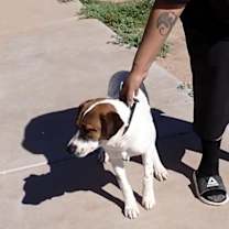 adopt-pet