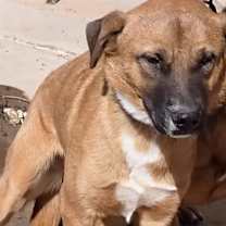 adopt-pet