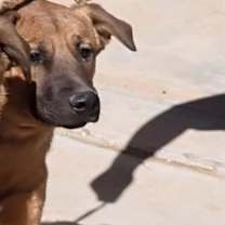 adopt-pet