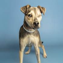 adopt-pet