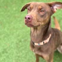 Thumbnail photo of Mr. Brown #2