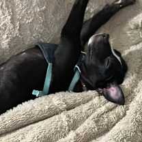 Thumbnail photo of Raven #2