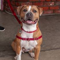 Thumbnail photo of Nilla #2