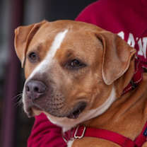 Thumbnail photo of Nilla #3