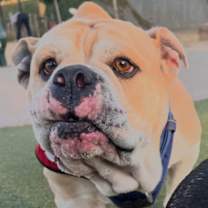 Thumbnail photo of Mochi #1