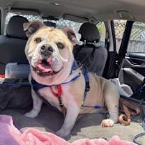 Thumbnail photo of Mochi #2