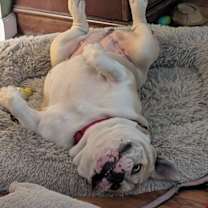 Thumbnail photo of Mochi #3